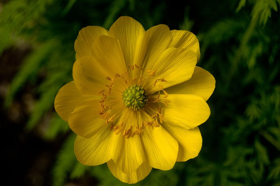 Адонис Амурский Adonis amurensis