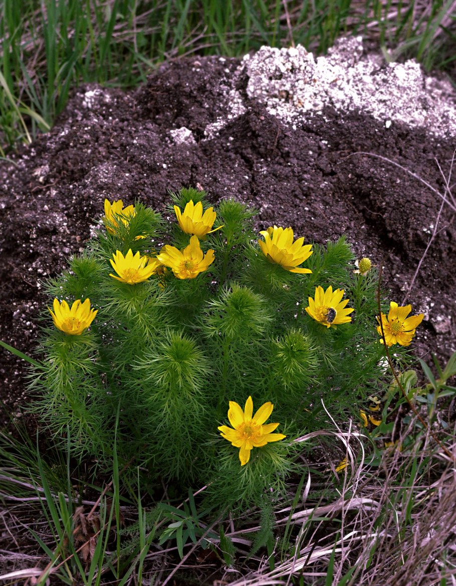 Адонис Амурский Adonis amurensis