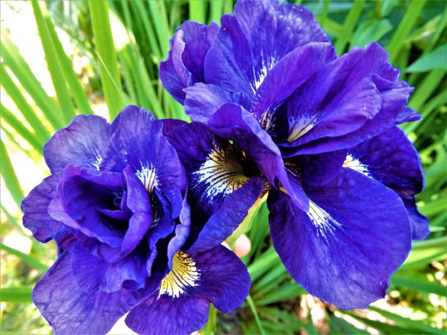 Ирис Сибирский (Касатик Сибирский)