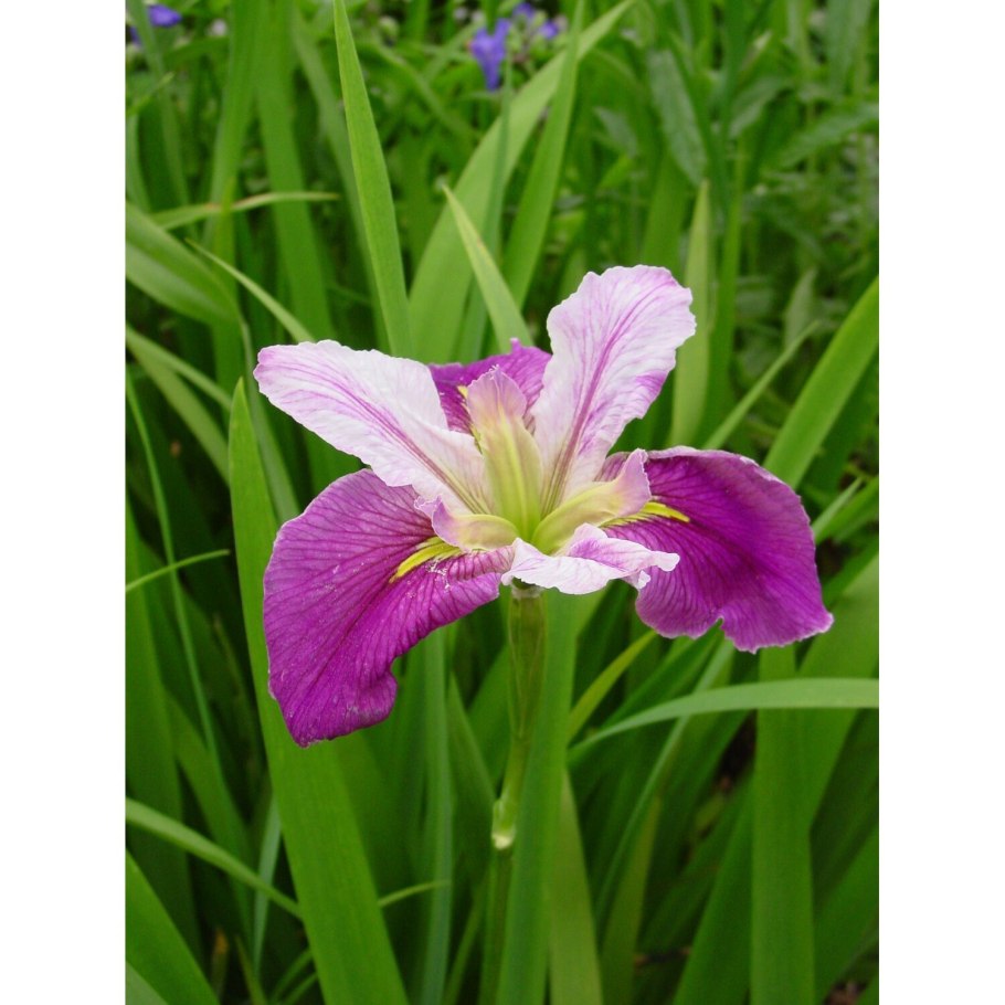 Ирис диэ Дилайт