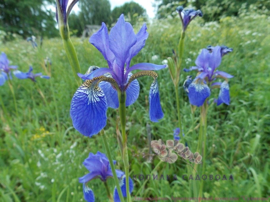 Ирис Сибирский (сорт 'Gulls Wing')