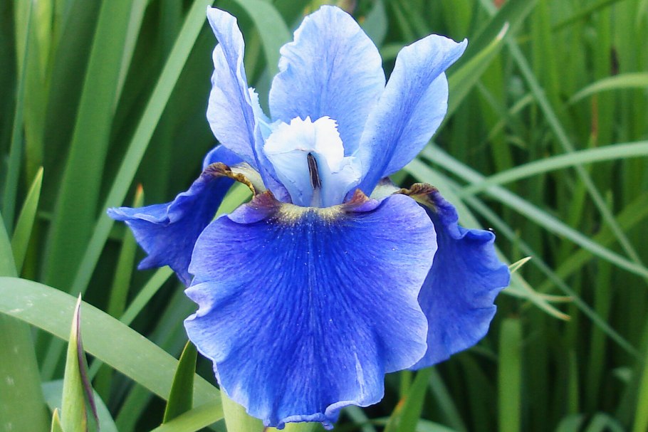 Ирис Сибирский хеликоптер