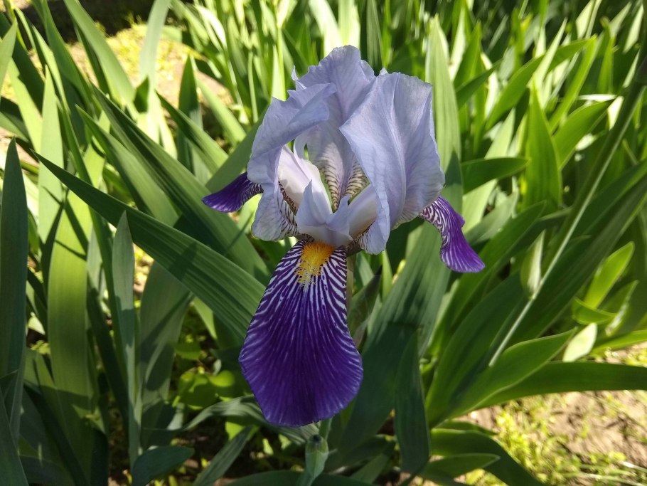 Ирис Сибирский и японский дарк Аура