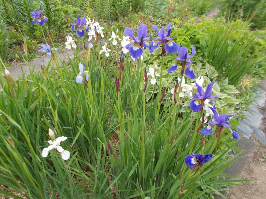 Ирис Сибирский Конкорд краш