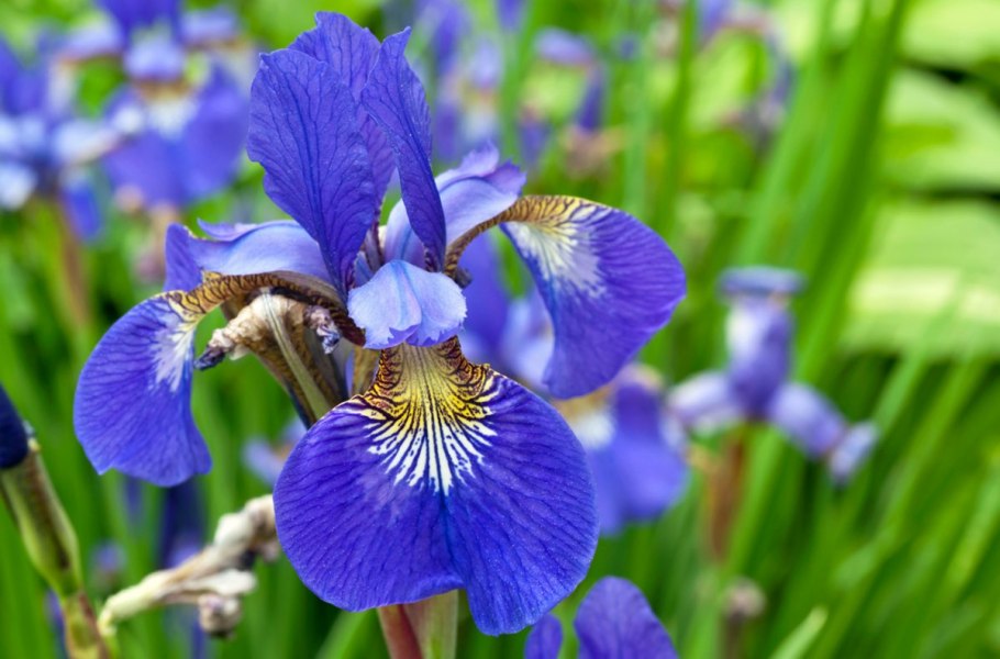 Ирис Сибирский (Iris sibirica &#96;Barcelona&#96;)