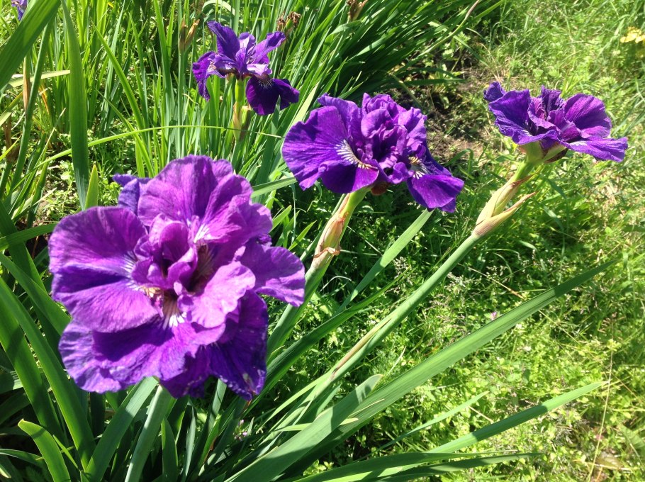 Ирис Сибирский Shirley Pope