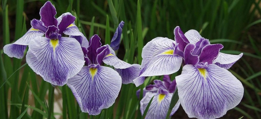 Ирис Сибирский Дабл стандарт