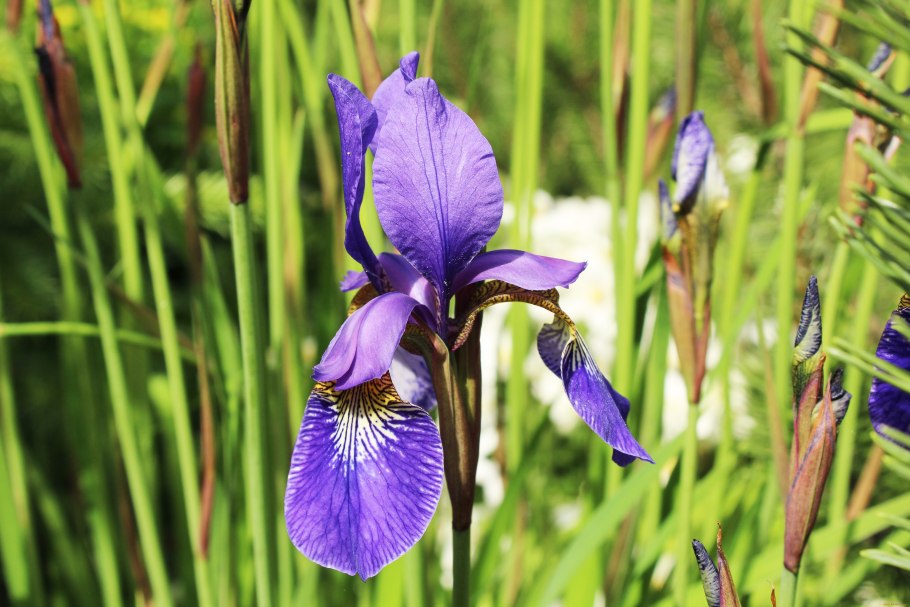 Ирис Луговой