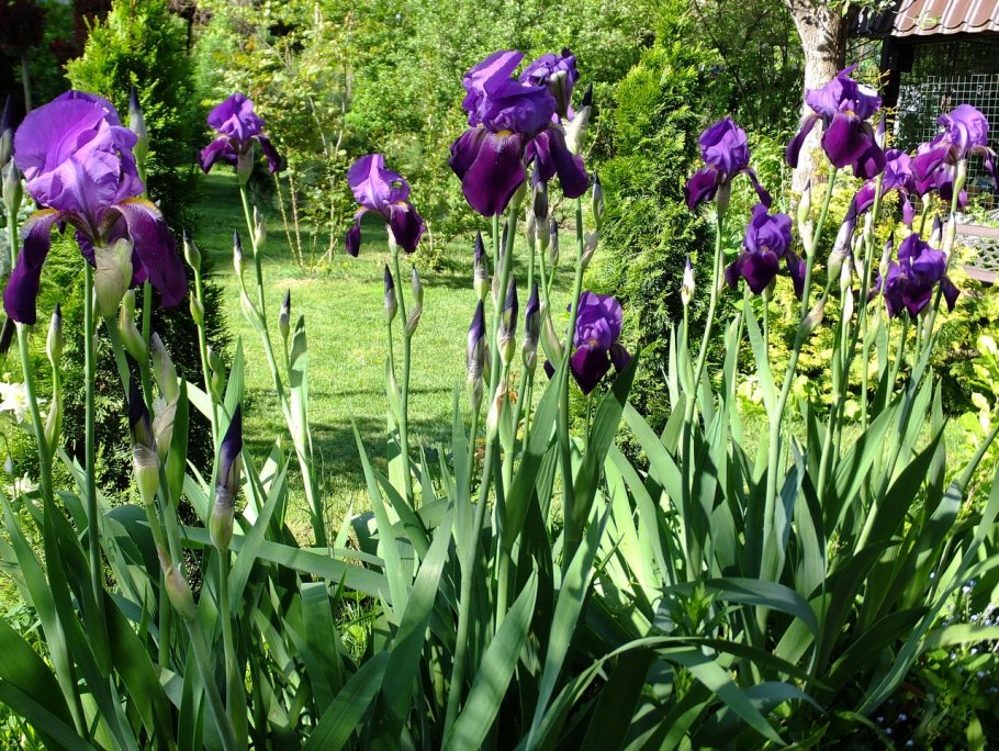 Ирисы отцвели