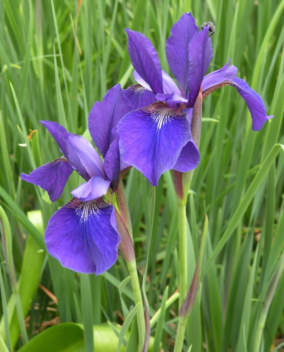 Iris sibirica &#96;Caesar&#96;s brother&#96;
