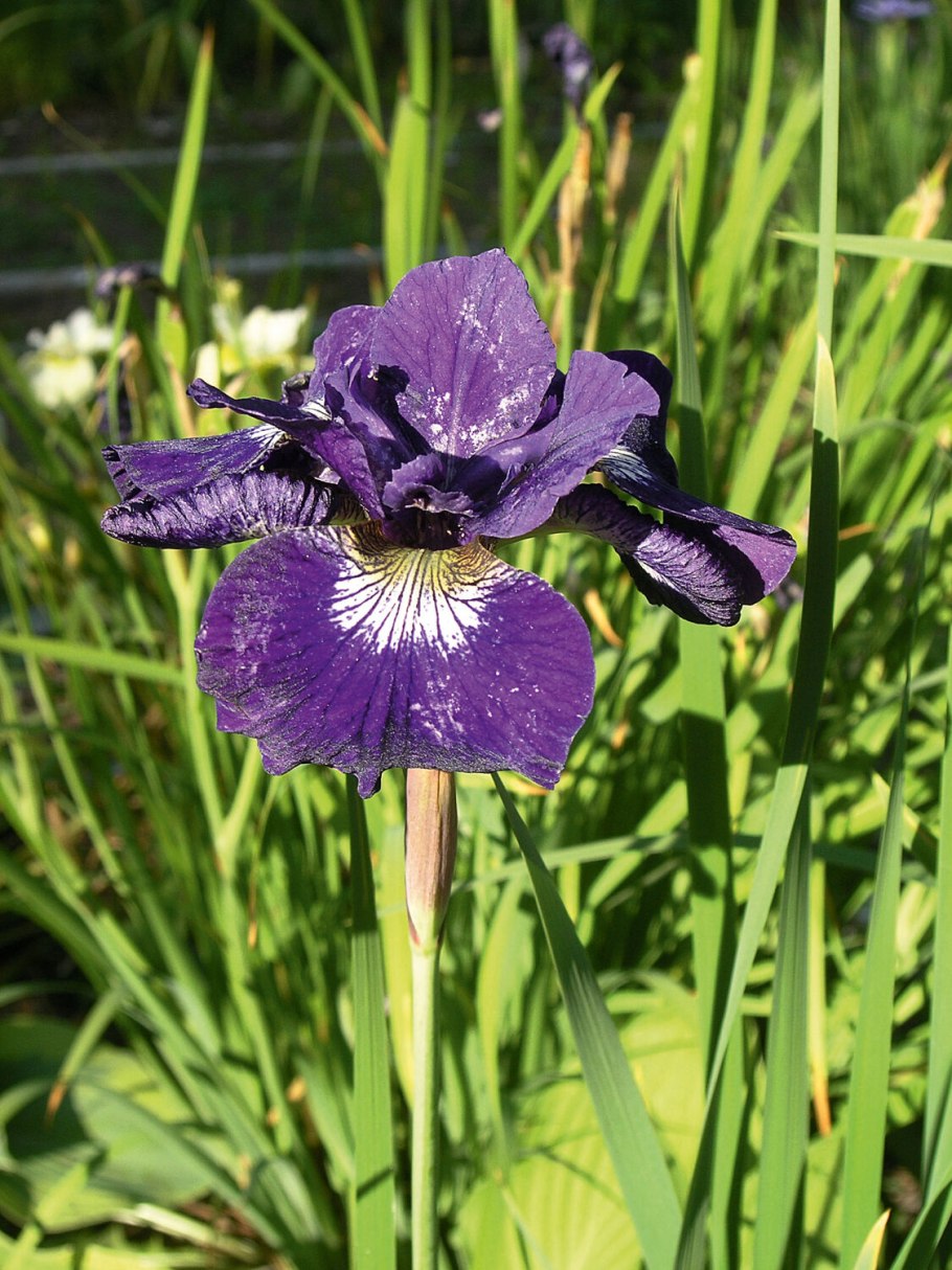 Ирис Black Gamecock