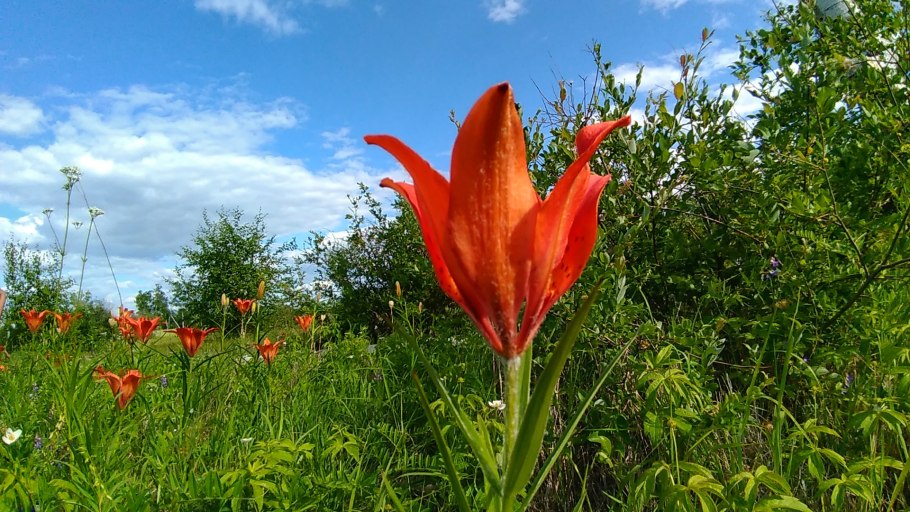 Кузнецкий Алатау кипрей
