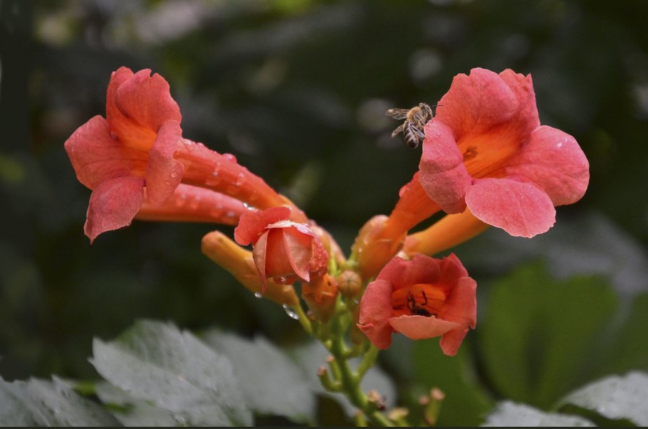 Гибискус в Турции