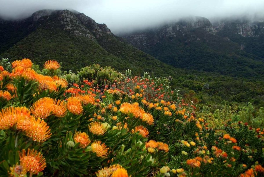 Ветреница Пермская