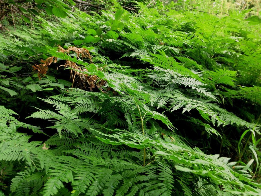 Долина люпинов в новой Зеландии