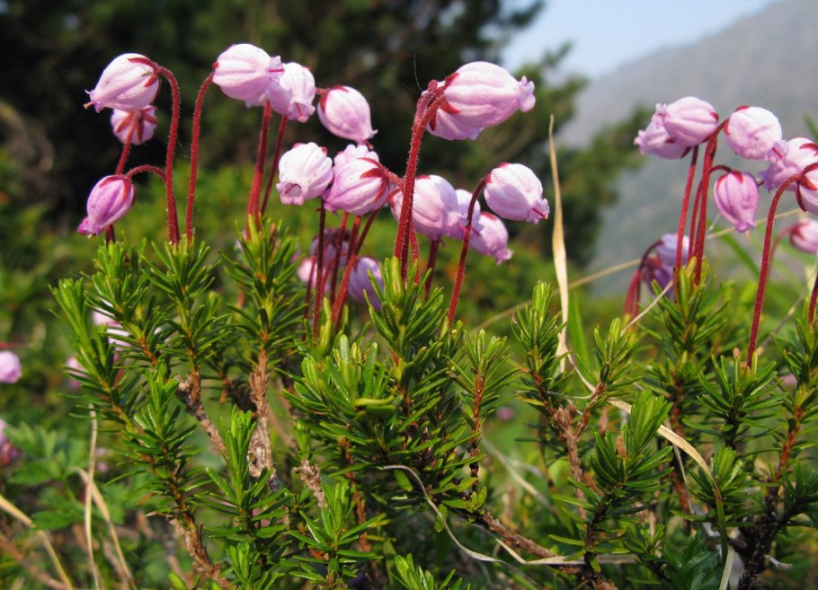 Ягода костяника Сахалинская