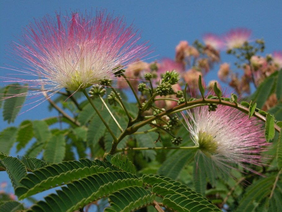 Альбиция ленкоранская Акация