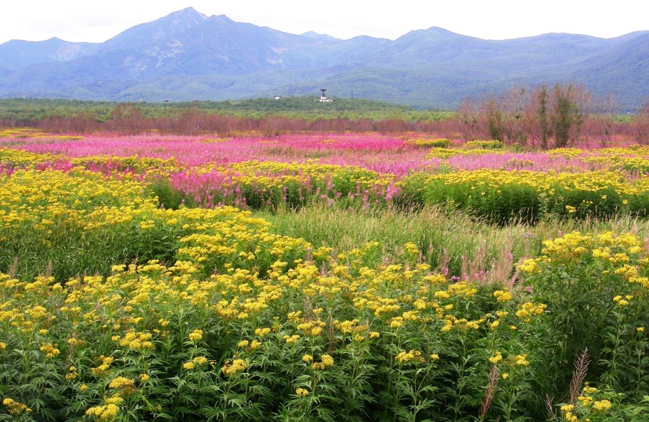 Южно-Камчатский заказник растения