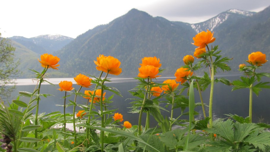 Удивительная красота растений