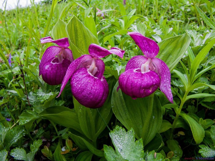 Кузнецкий Алатау заповедник растения
