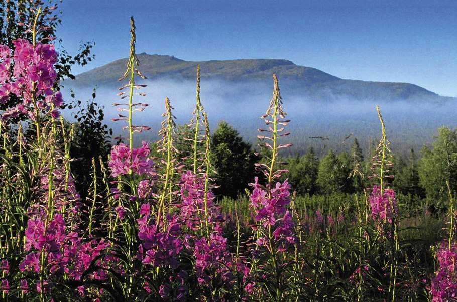 Заповедник Басеги Пермский край растения
