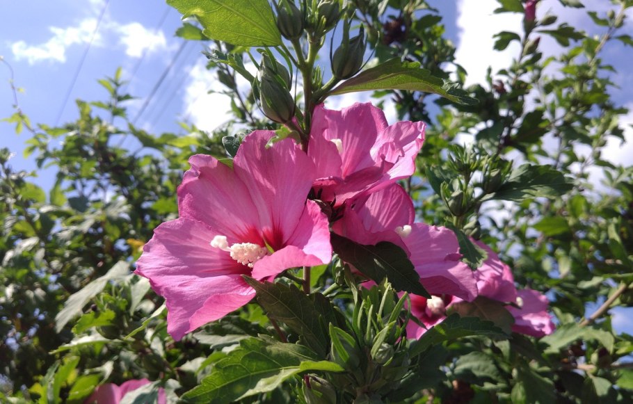 Лотос орехоносный красная