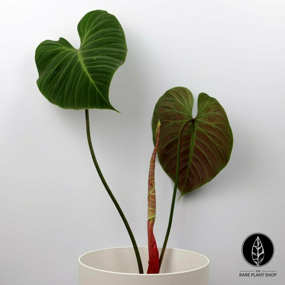 Anthurium Regale лист большое разрешение фото