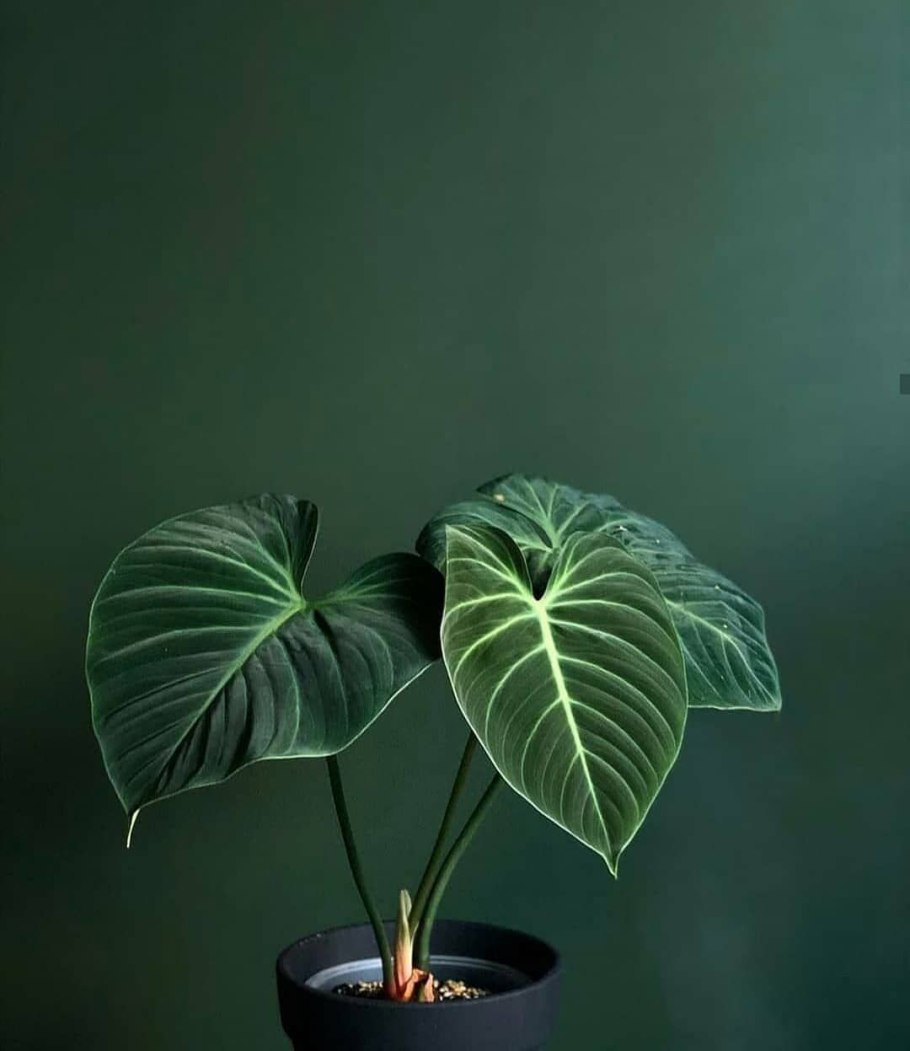 Филодендрон Гразиела grazielae