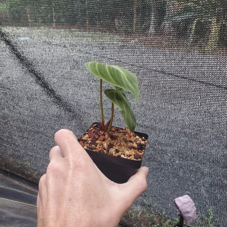 Филодендрон squamiferum