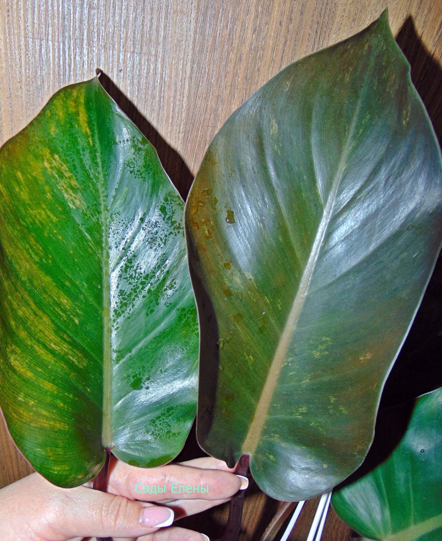 Филодендрон Маджой