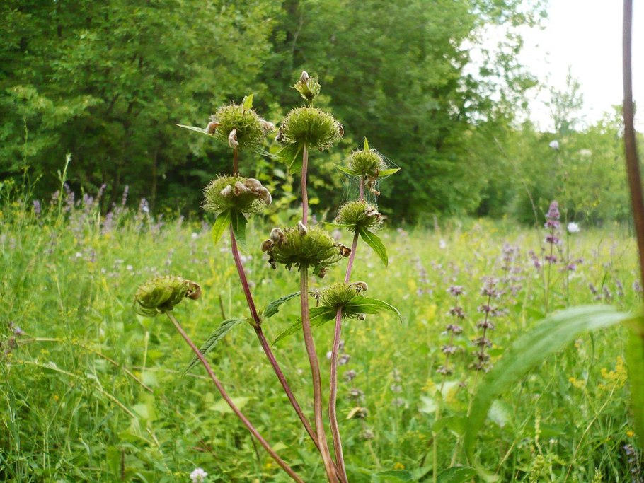 Зопник клубненосный Phlomis