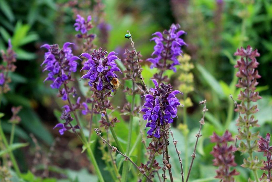 Зопник клубненосный (Phlomis tuberosa)