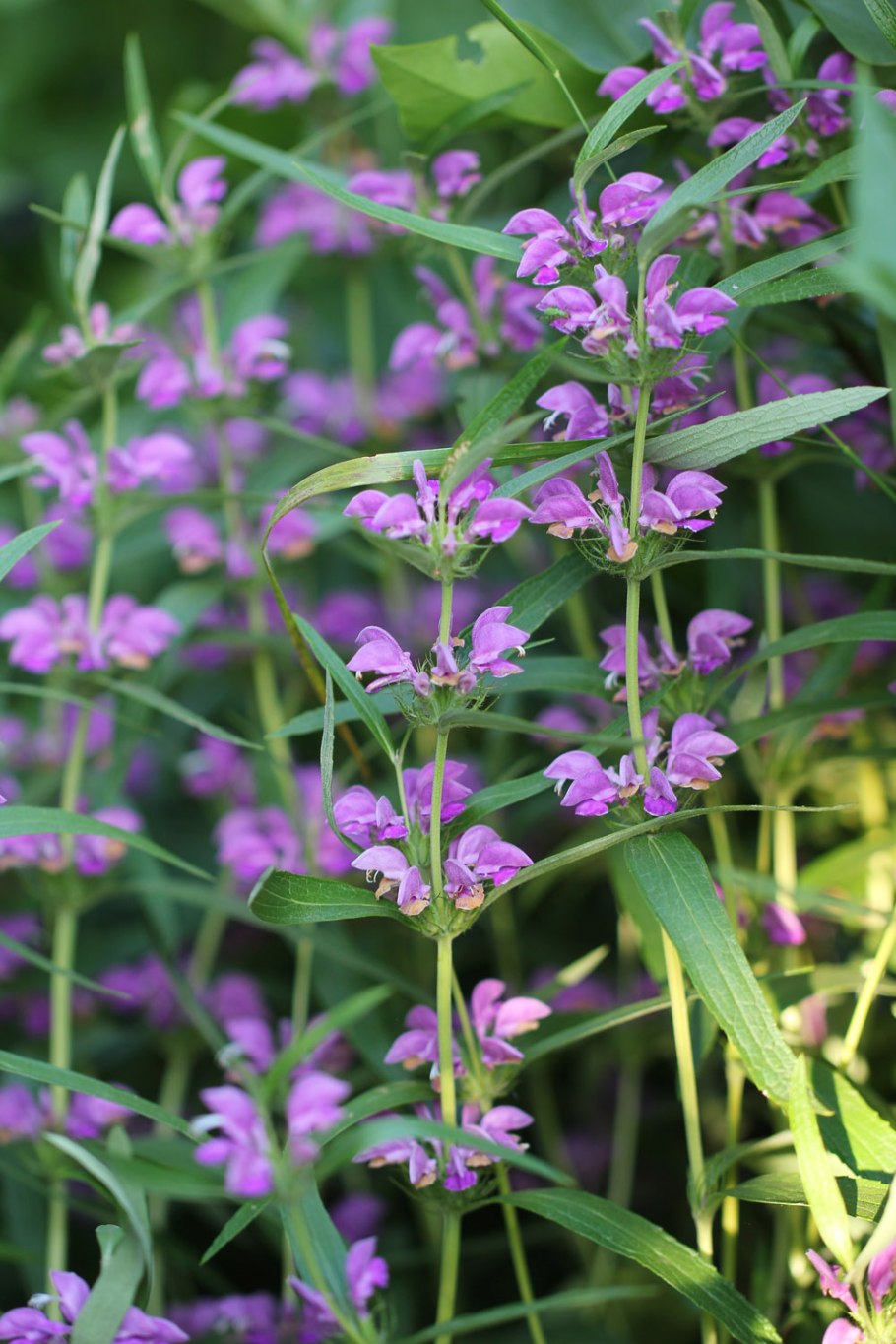 Phlomis pungens