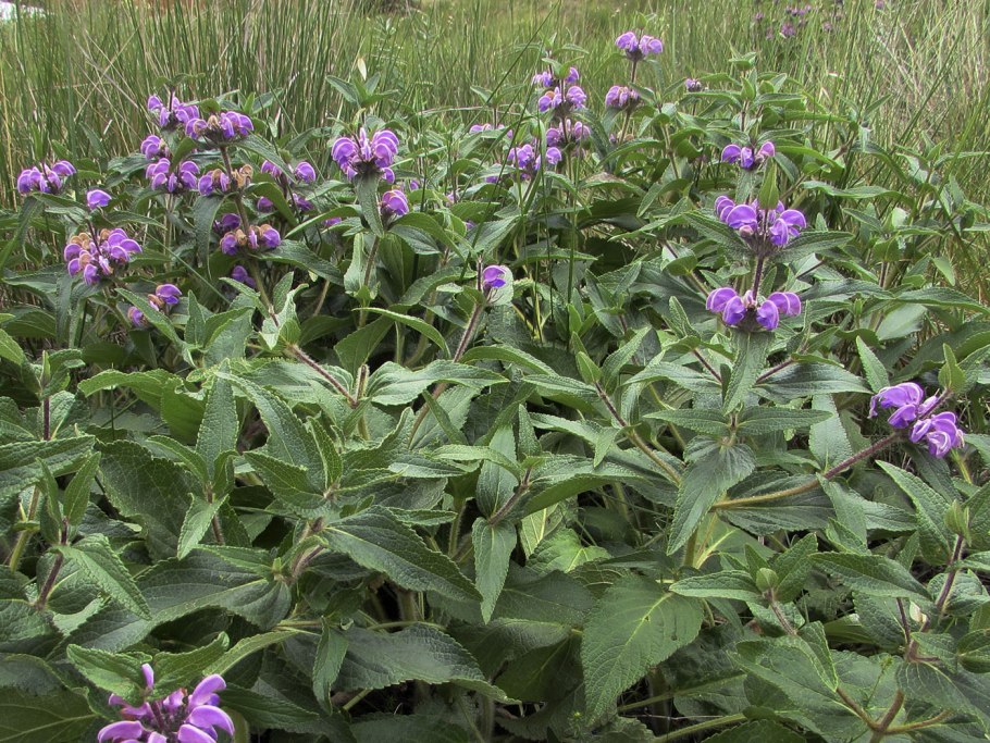 Зопник клубненосный (Phlomis tuberosa)