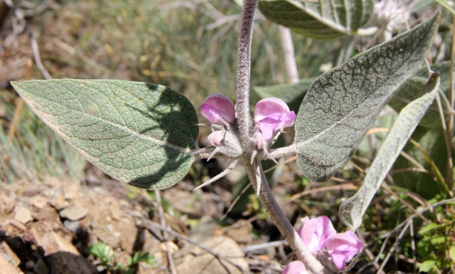 Зопник клубненосный (Phlomis tuberosa)