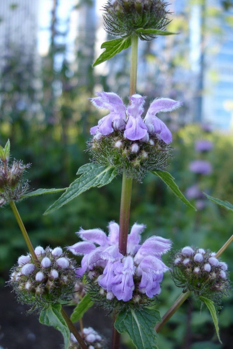 Phlomis pungens Willd