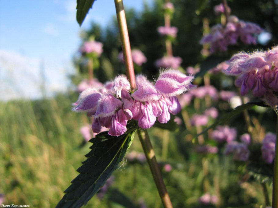 Зопник клубненосный phlomoídes tuberósa