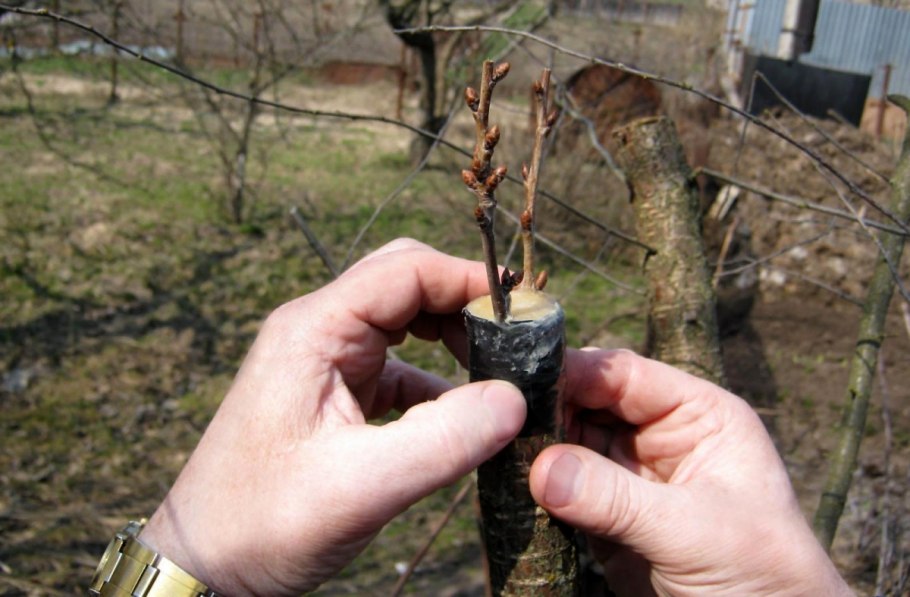 Боярышник Сибирский Crataegus sanguinea