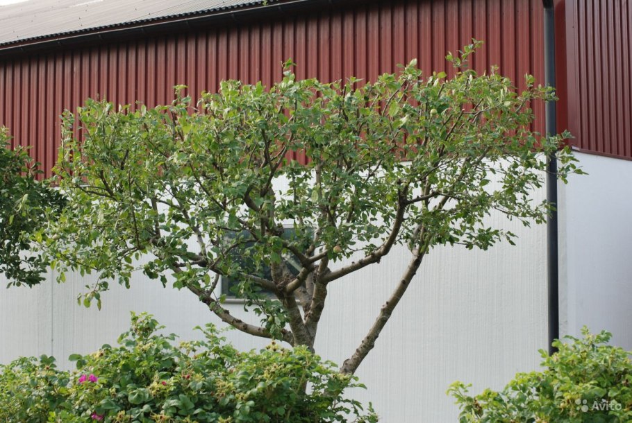 Черноплодная рябина Живая изгородь