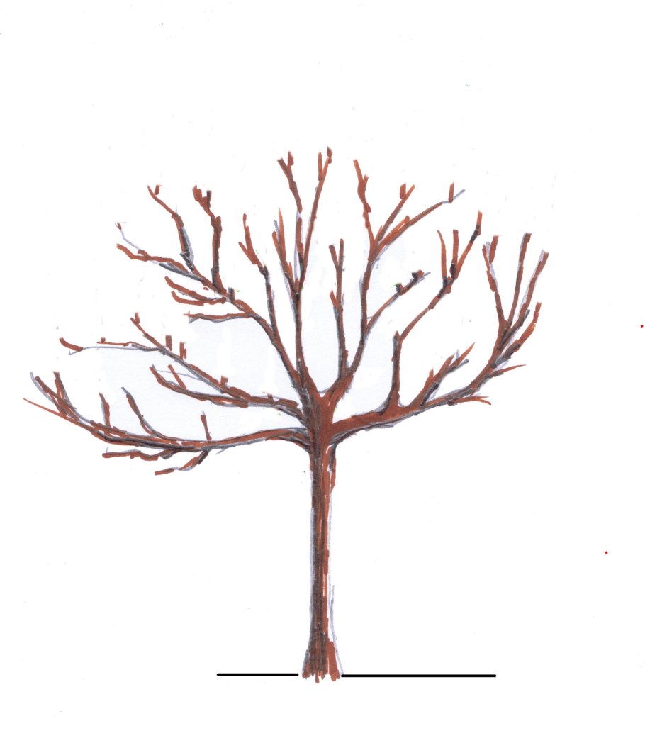 Боярышник перистонадрезанный зимой