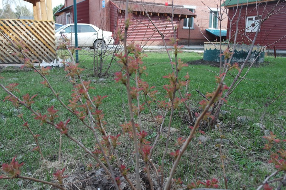 Айва Пальметта