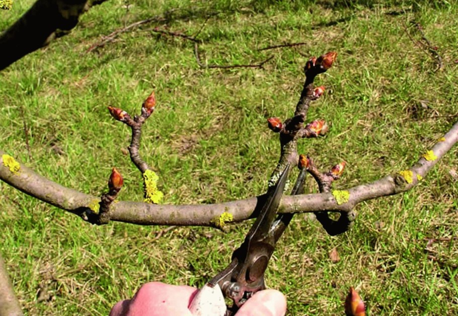 Обрезка плодовых деревьев