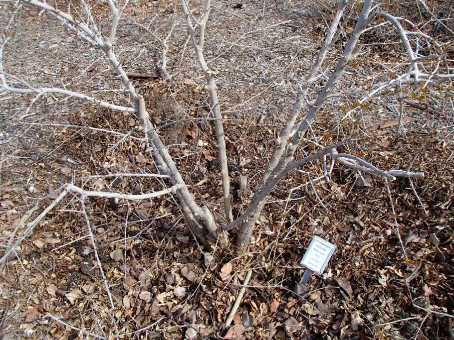 Боярышник декоративный с красными листьями