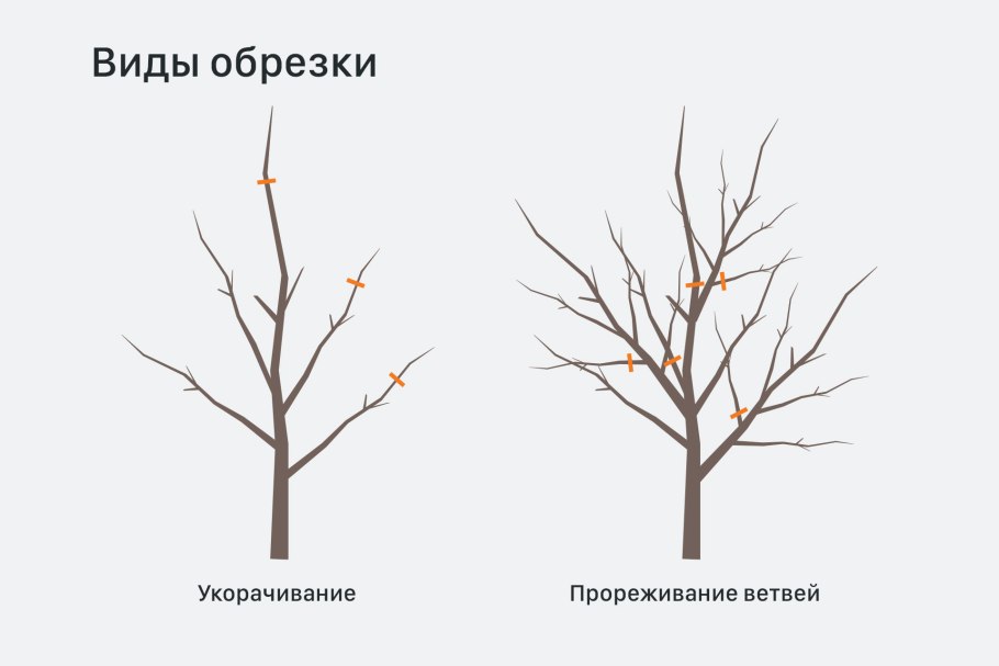 Приживется ли привитая груша уже с распустившимися почками