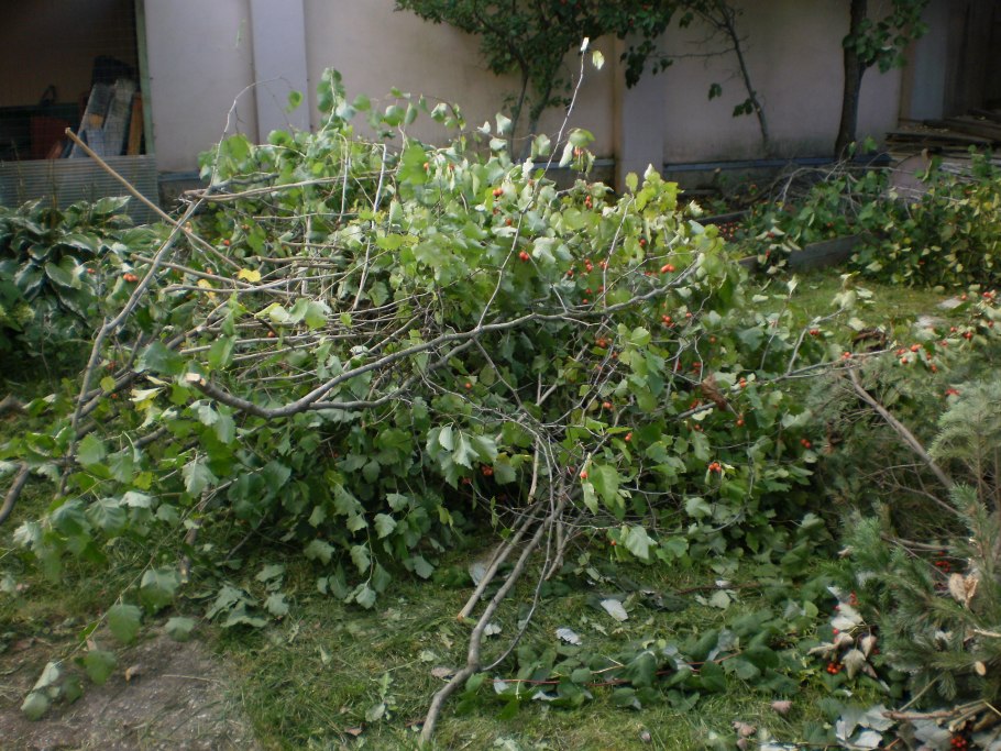 Боярышник Живая изгородь