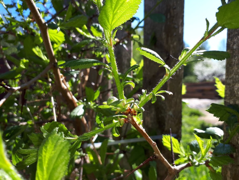 Формировка боярышника