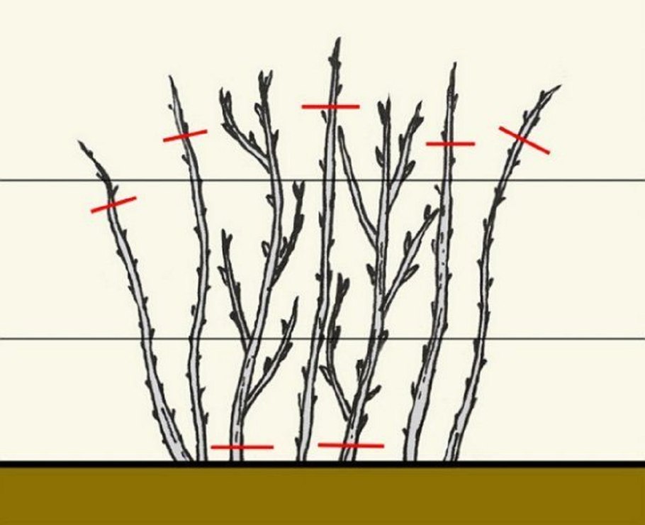 Черенки побегов смородины