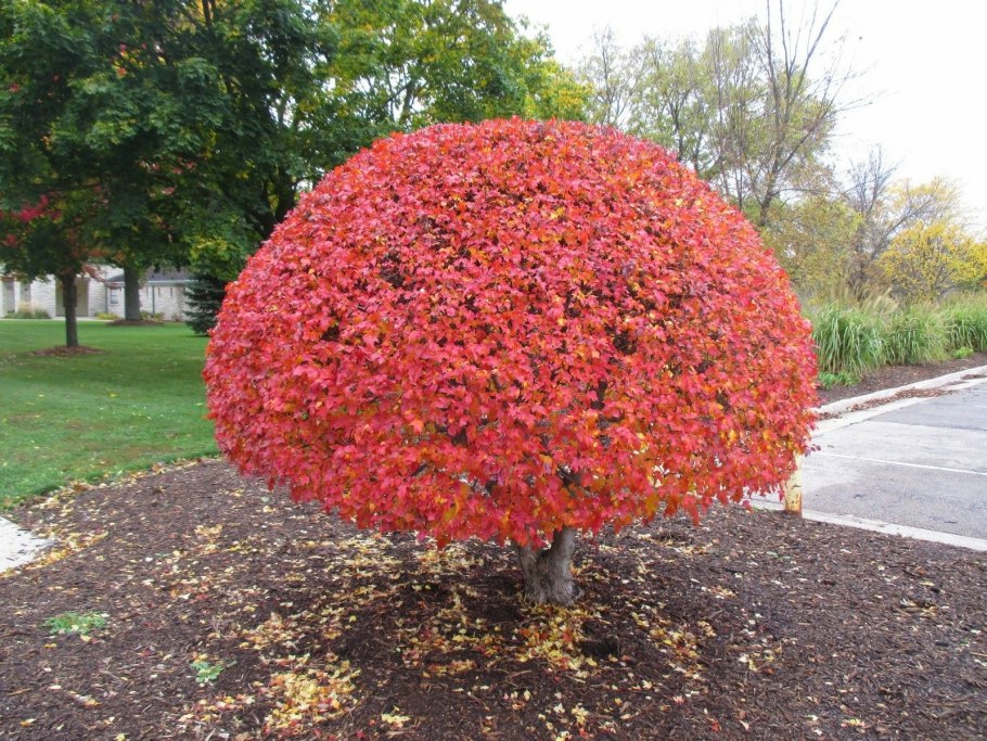 Crataegus oxyacantha