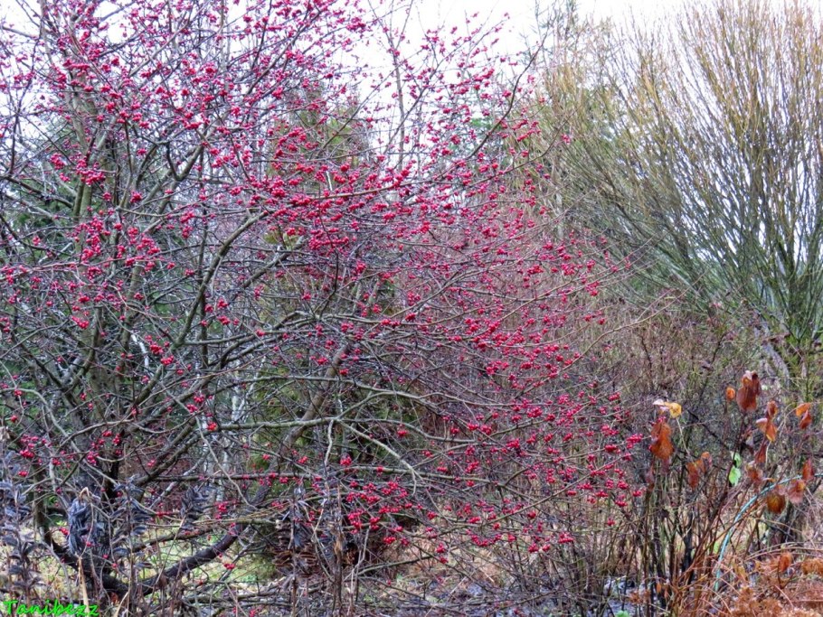 Схема обрезки яблони