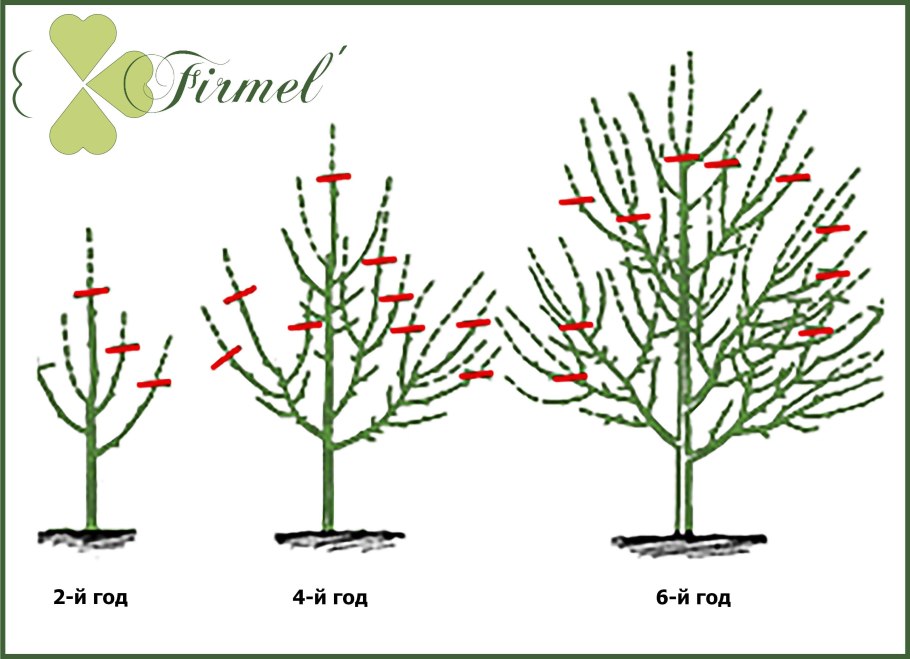Дерен рябинолистный